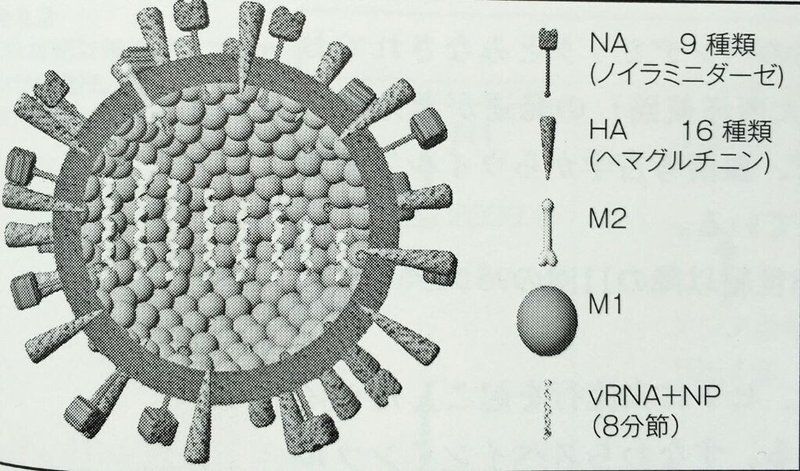 210228人類と感染症の歴史 ウイルス