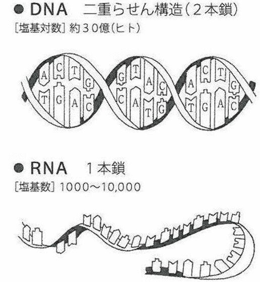 210228DNAとRNA