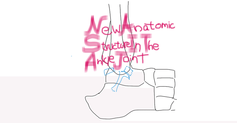 New anatomic structure in the ankle joint