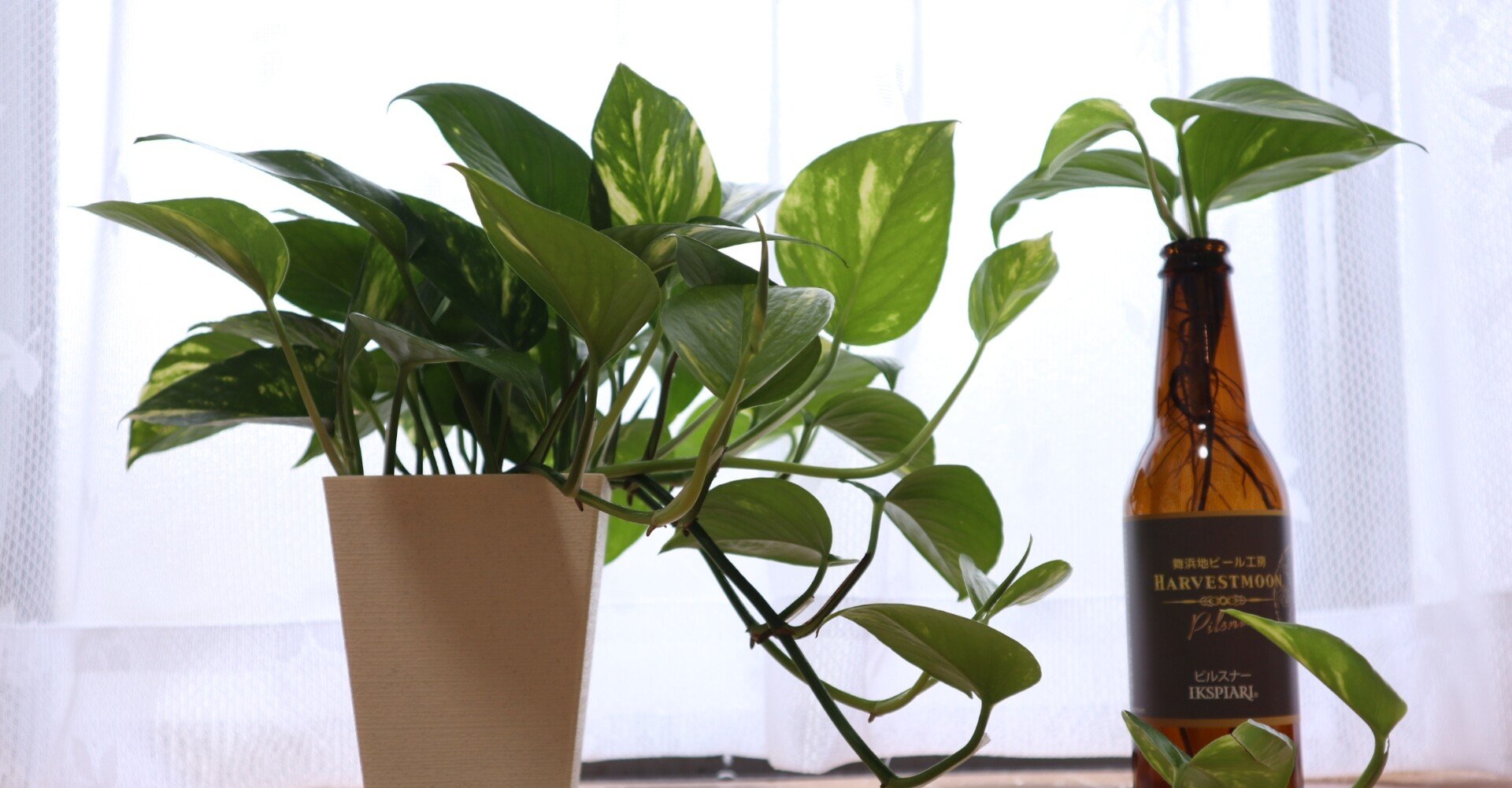 観葉植物 ポトス だいふく かわ やま Note