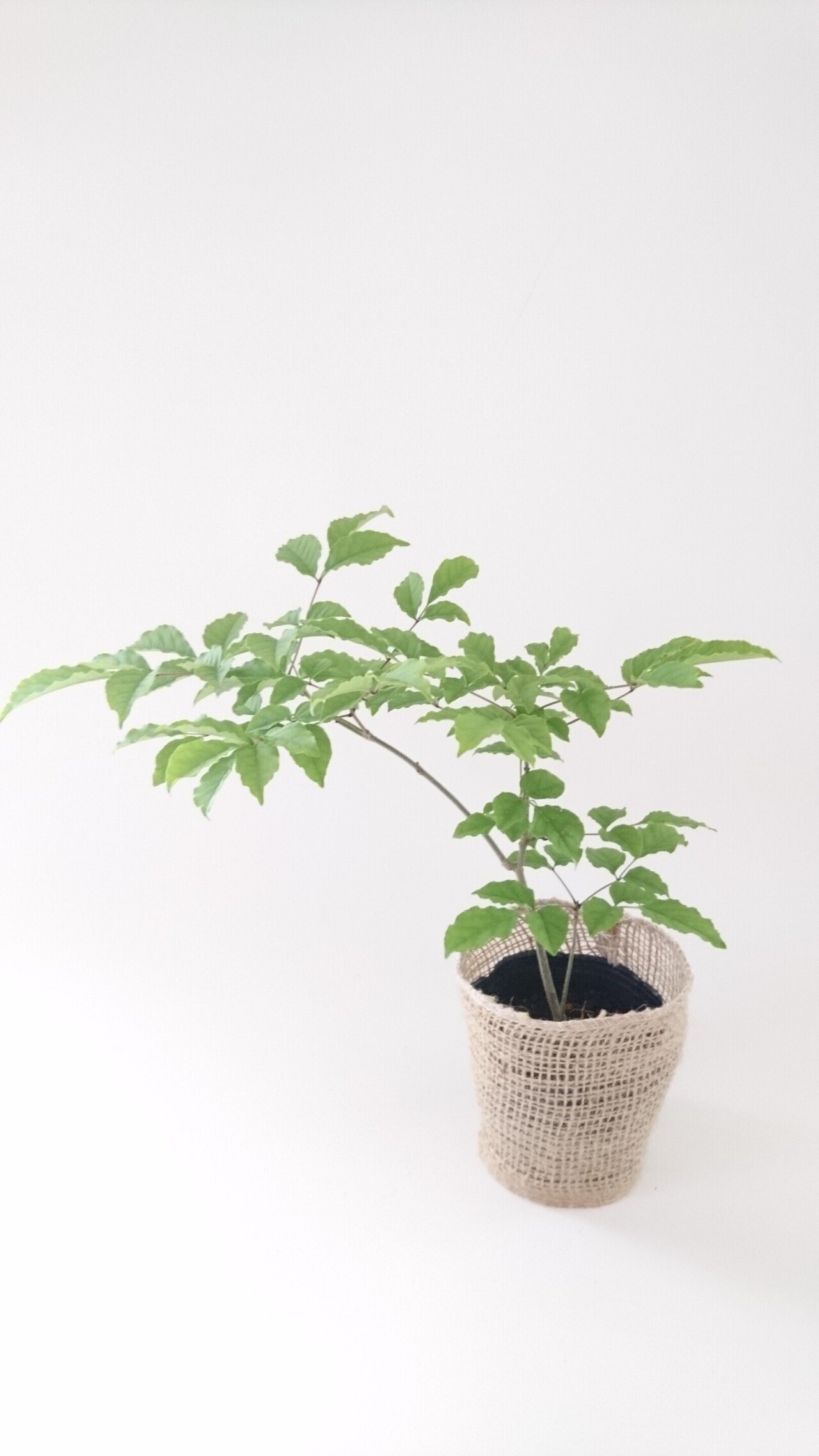 アオダモ！自然樹形でいろんな樹形になります！｜雑木の苗と草花