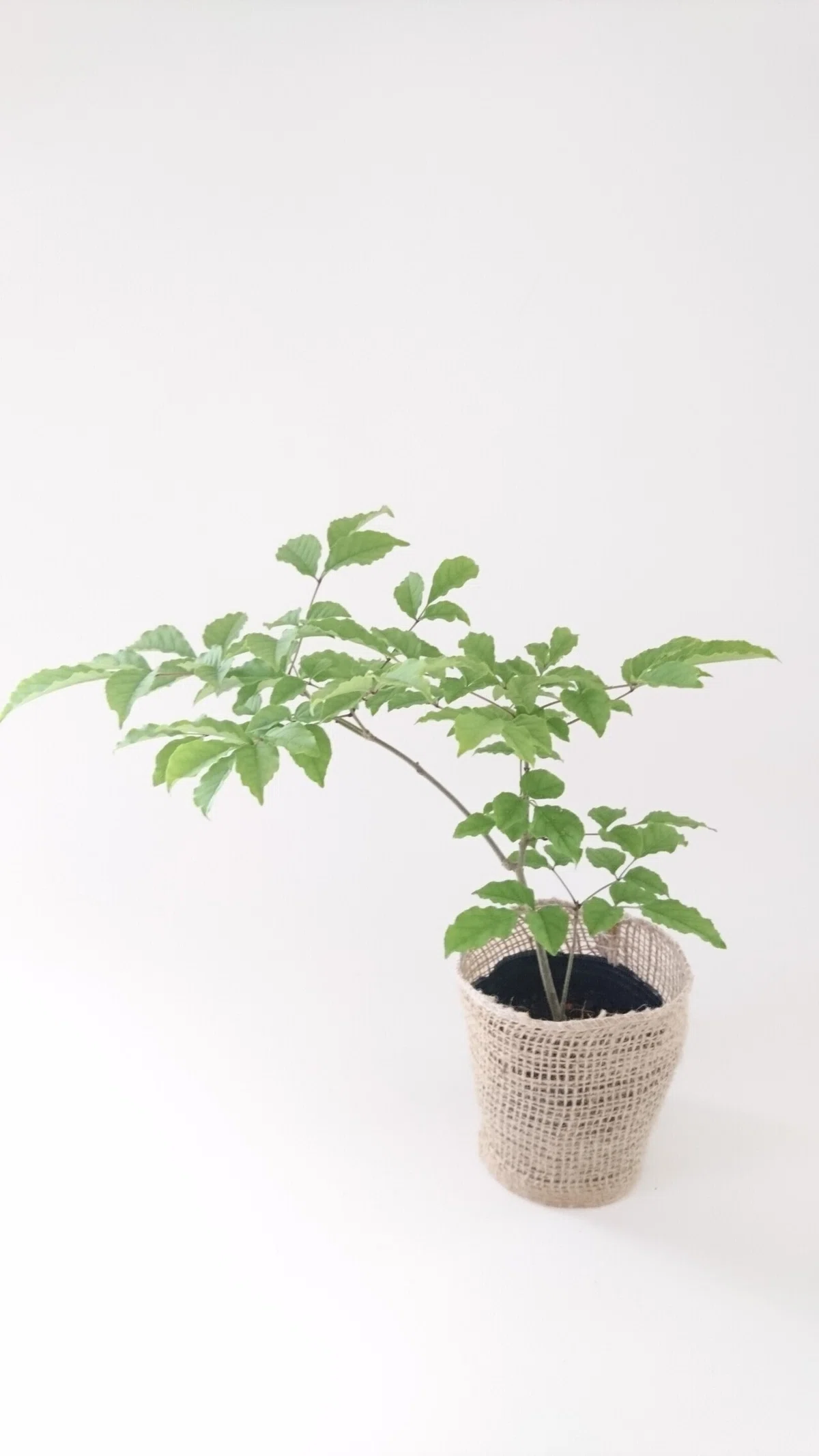 アオダモ！自然樹形でいろんな樹形になります！｜雑木の苗と草花 