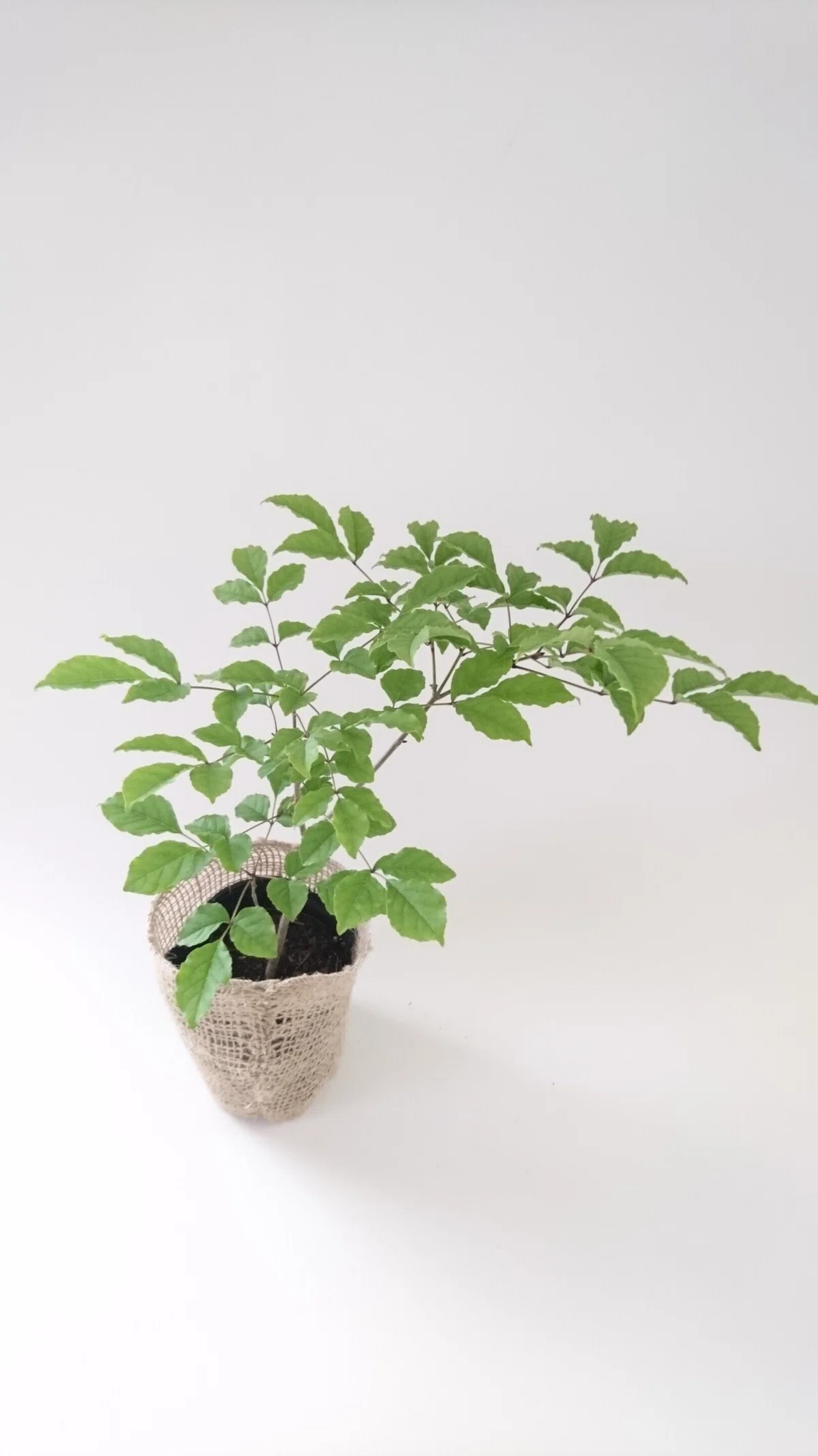 アオダモ！自然樹形でいろんな樹形になります！｜雑木の苗と草花 
