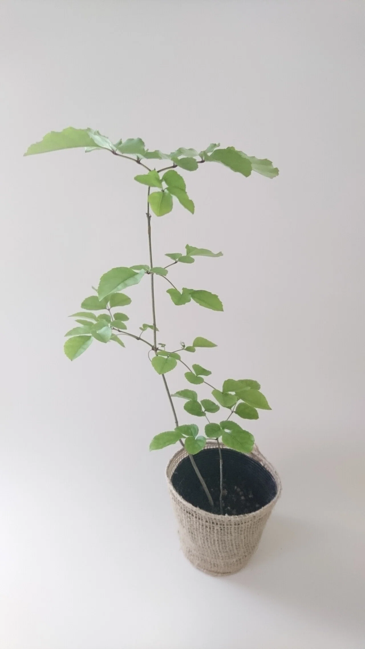 アオダモ！自然樹形でいろんな樹形になります！｜雑木の苗と草花