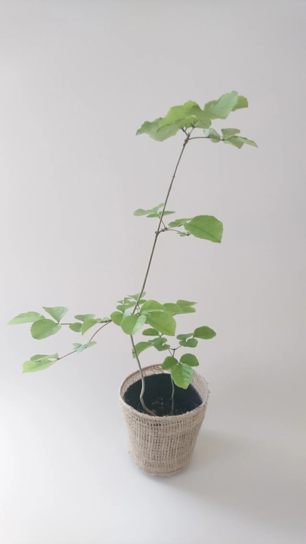 アオダモ！自然樹形でいろんな樹形になります！｜雑木の苗と草花