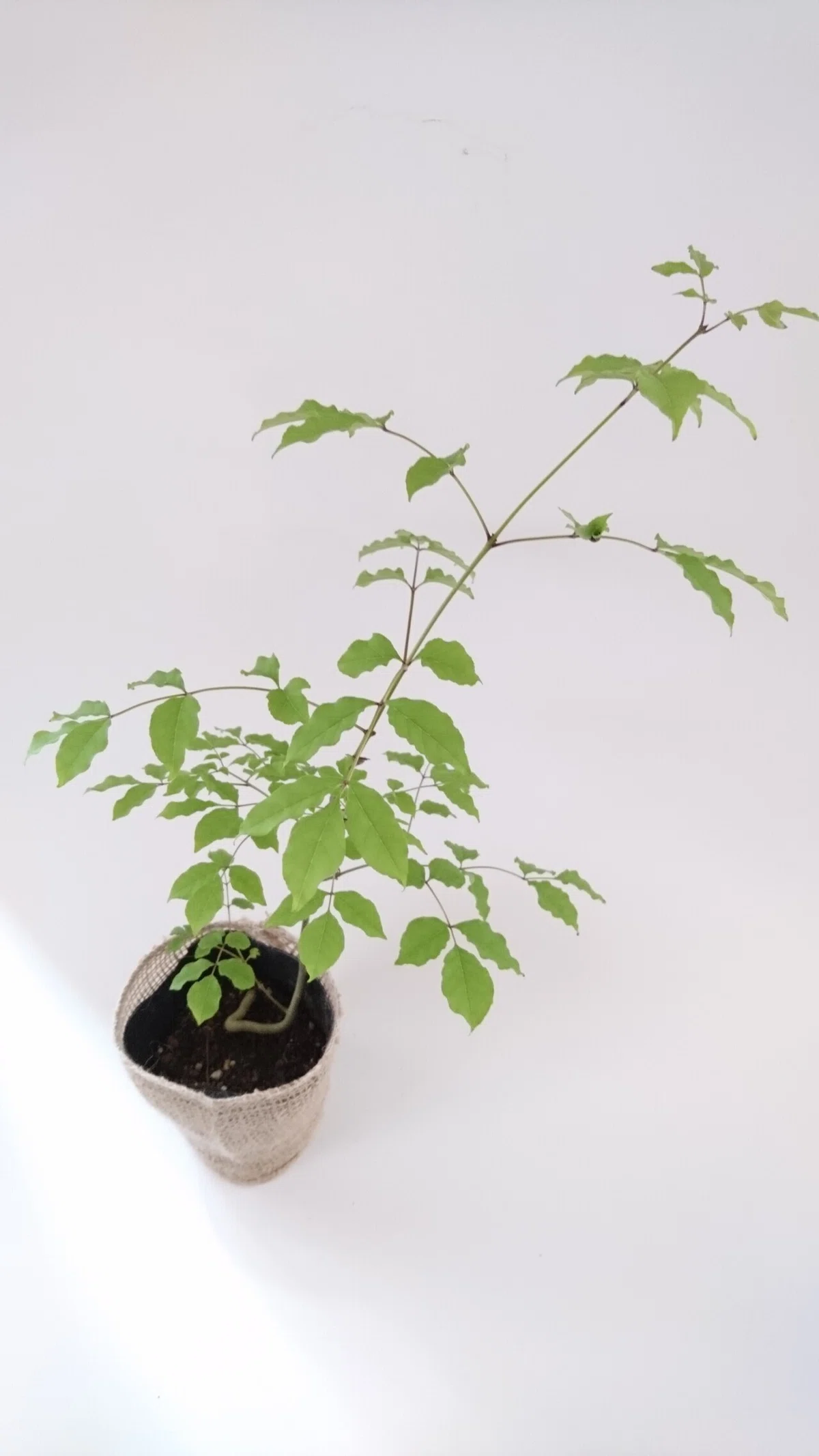 アオダモ！自然樹形でいろんな樹形になります！｜雑木の苗と草花 