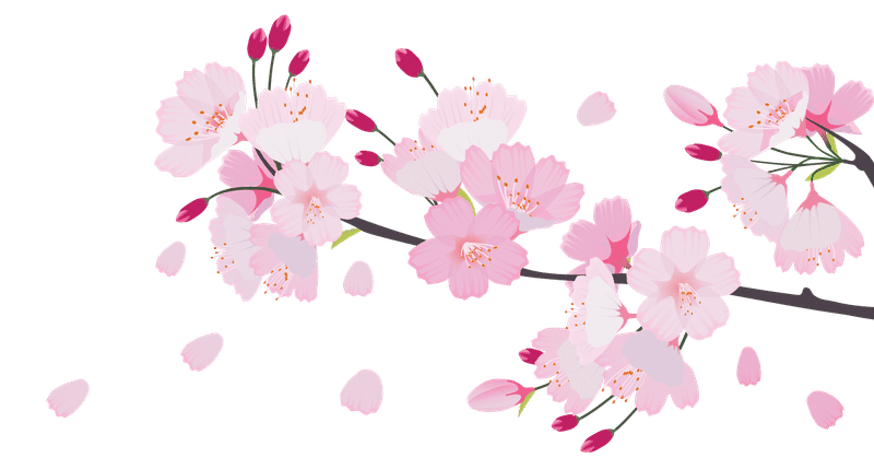 26今日の みんなのフォトギャラリー用 素材 お花編 桜 と 卒業式 Air Mezzanine Note 26今日の みんなのフォトギャラリー用 素材 お花編 桜 と 卒業式 Air Mezzanine Note
