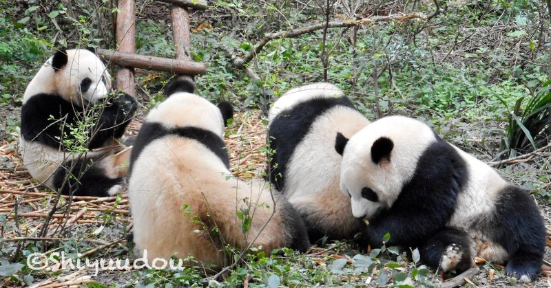 パンダ棚 中国のパンダニュースを読む No 44 21 3 8 Shiyuudou Note