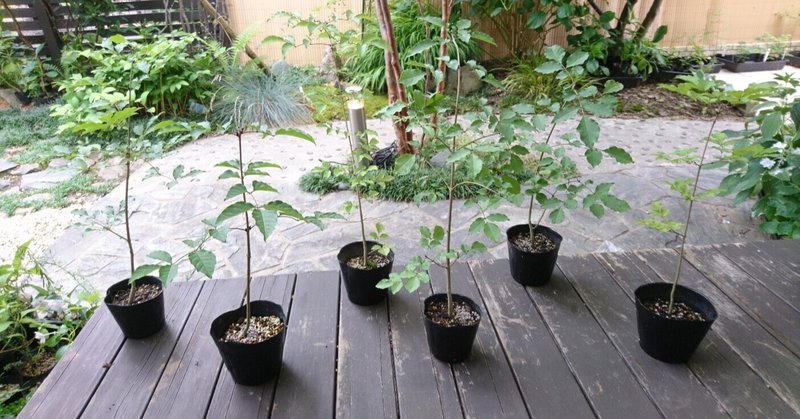 アオダモ 自然樹形でいろんな樹形になります 雑木の庭の苗木と草花ショップ ぞう木りん Note