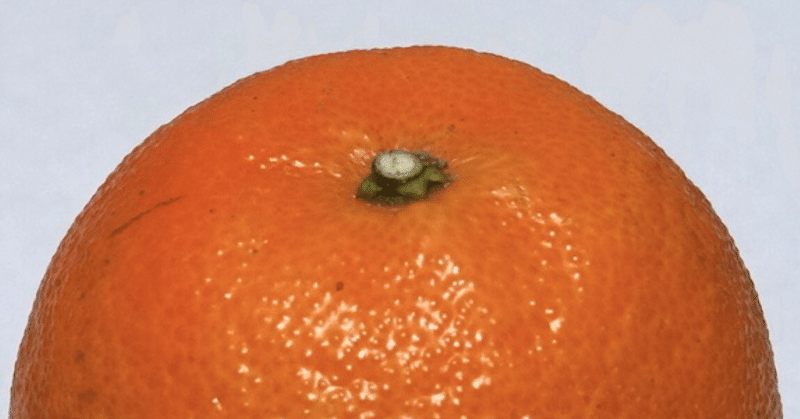 桶柑は清見と別ベクトルのタンゴール Mikan Flavor Note