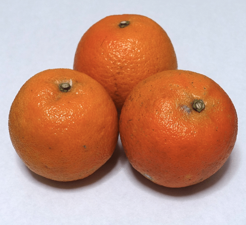 桶柑は清見と別ベクトルのタンゴール Mikan Flavor Note