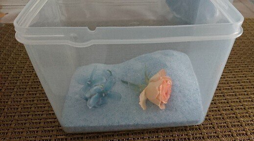 雑記 フルーシェの乾燥剤でドライフラワー作成に挑戦 Wiz Note