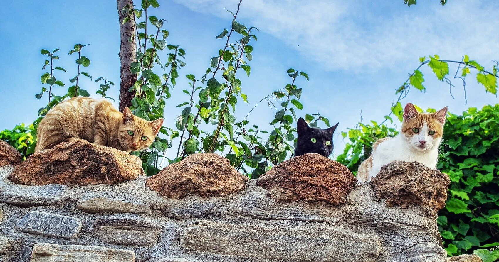 サルデーニャ風イノシシのグーラッシュ Yoko De ドイツ暮らし Note