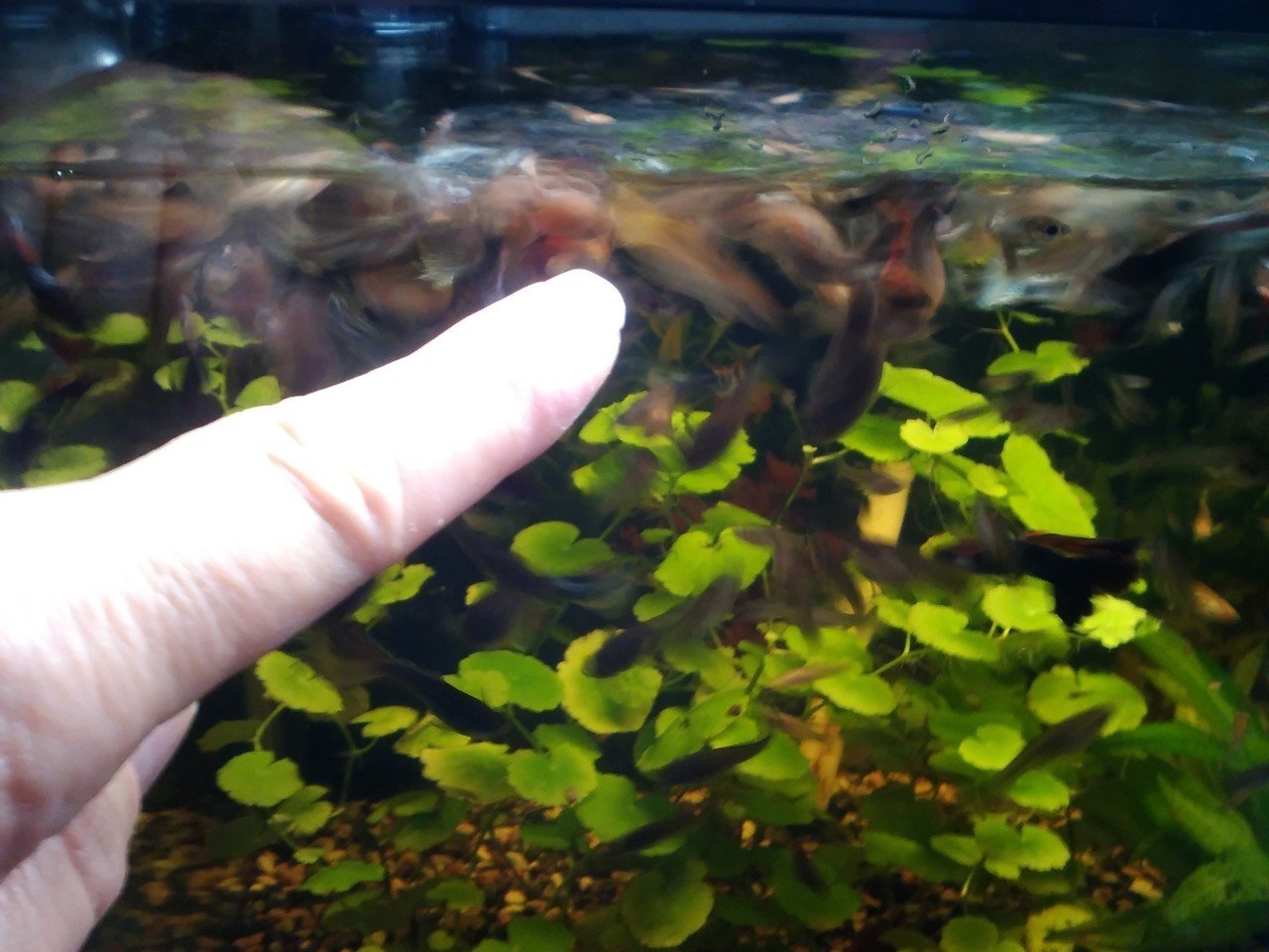 熱帯魚セラピーでボケない老後を アンパンコーヒー Note 熱帯魚セラピーでボケない老後を アンパンコーヒー Note