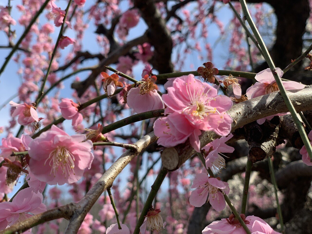 梅は花びらが5枚つくことから 五福 にちなんで 吉兆 と言う花言葉がある しかし一方では 意外にも 復讐 と言う花言葉もある 梅を愛した菅原道真が左遷され亡くなった後 京の都に疫病や左 ゆーじ Note