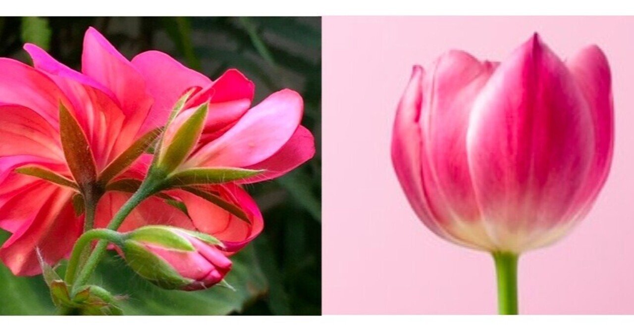 チューリップに緑色の がく がない理由を遺伝子レベルで説明するよ 植物いぇーい Note