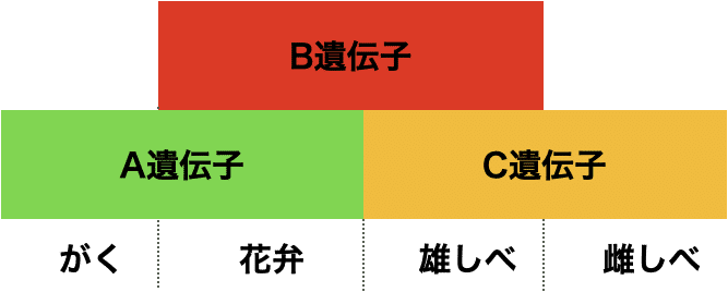 チューリップに緑色の がく がない理由を遺伝子レベルで説明するよ だらだら Note