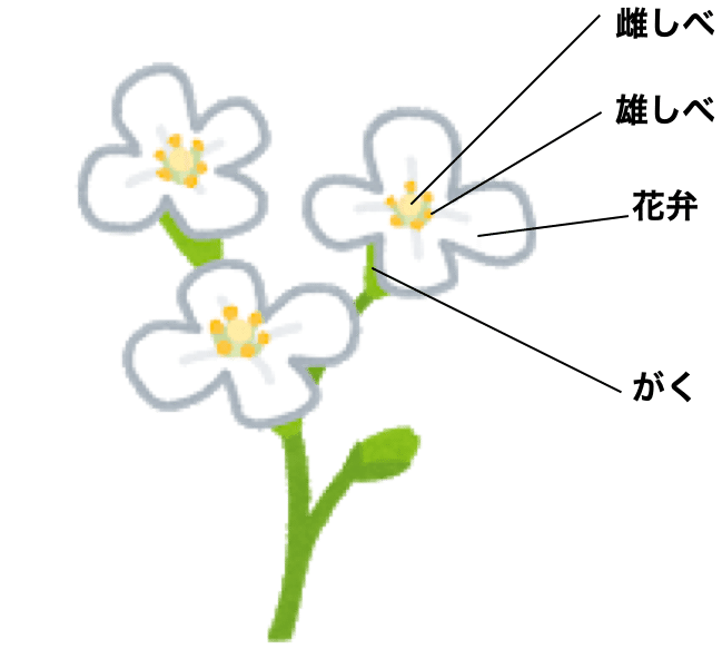 チューリップに緑色の がく がない理由を遺伝子レベルで説明するよ 植物いぇーい Note チューリップに緑色の がく がない理由を遺伝子レベルで説明するよ 植物いぇーい Note