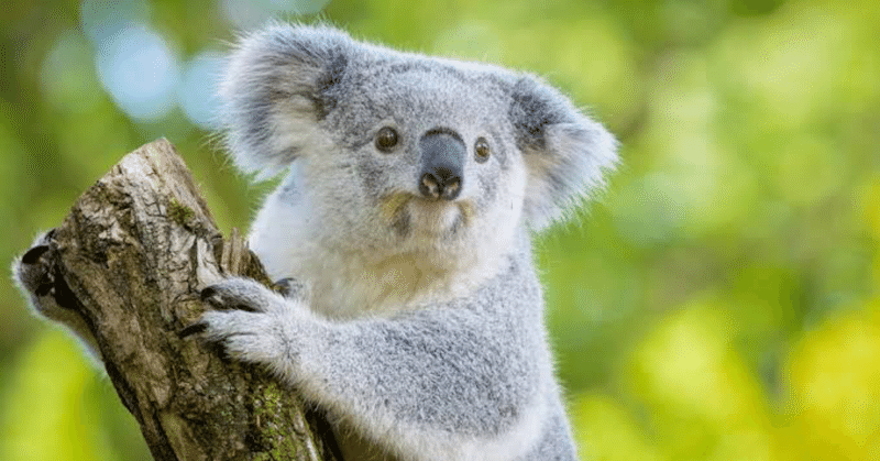 52 かわいくて かわいくない動物 天デ部紹介 みさき Note 52 かわいくて かわいくない動物 天デ部紹介 みさき Note