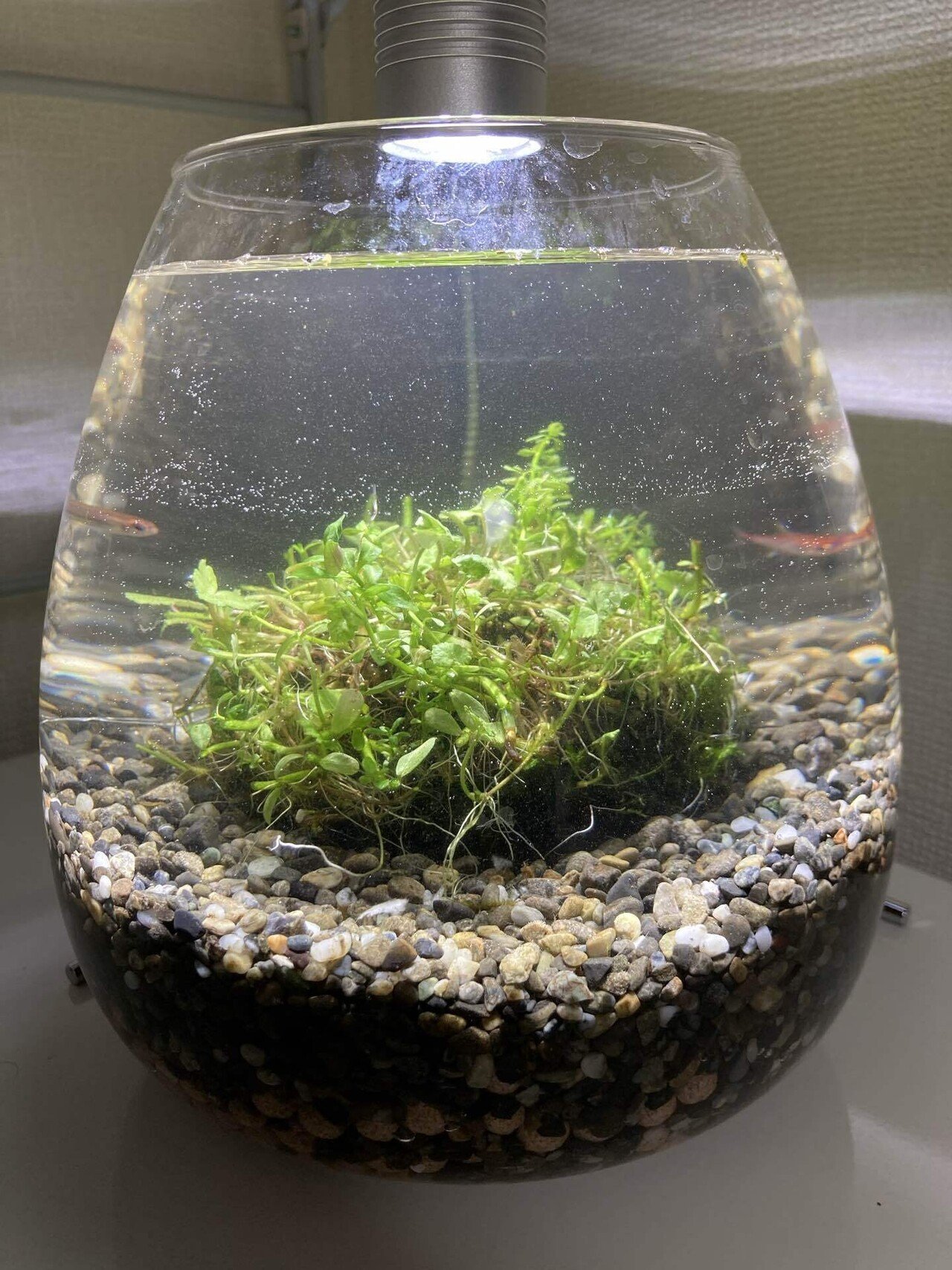 ボトルアクアリウムを始めました 森 悠太 Team Pelicans Note ボトルアクアリウムを始めました 森 悠太 Team Pelicans Note