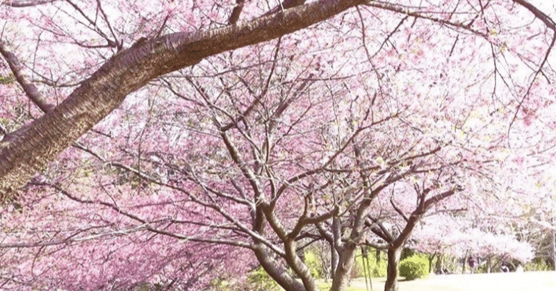 種をまかなければ花はさかない じゅんぺい Note