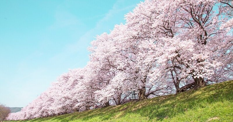 桜の花言葉 桜の種類によって違う 日本生活環境支援協会 日本生活環境支援協会 Note 桜の花言葉 桜の種類によって違う 日本生活環境支援協会 日本生活環境支援協会 Note