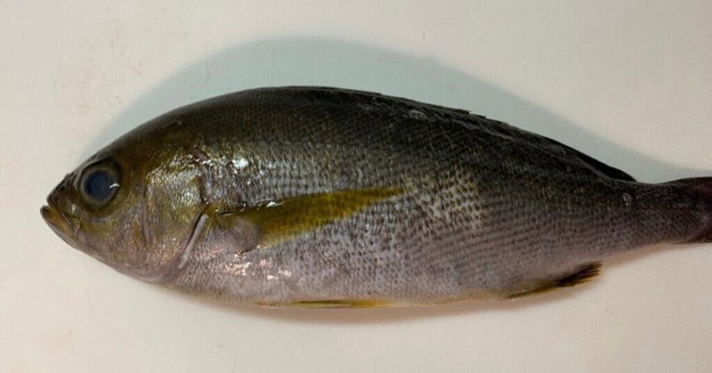 食べる魚コレクション 21 03 おおたしじみ Note