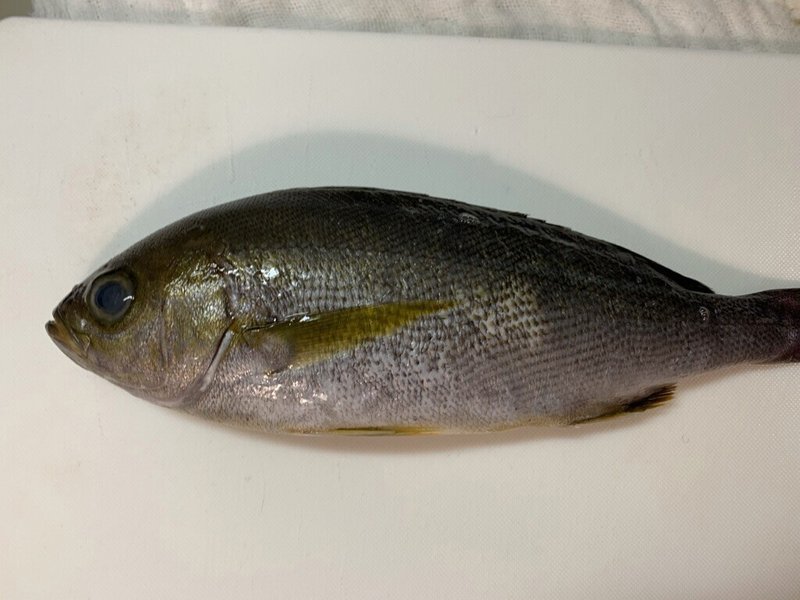 食べる魚コレクション 001 イサキ おおたしじみ Note