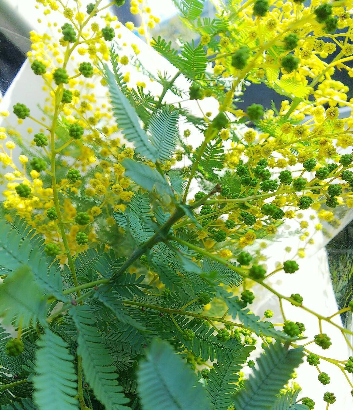 今日の花は ミモザの花です 大好きな可愛いお花です ミモザ の日にリース を作ろうと思っていました グレイス 21年2月3日 立春大吉noteスタート Note