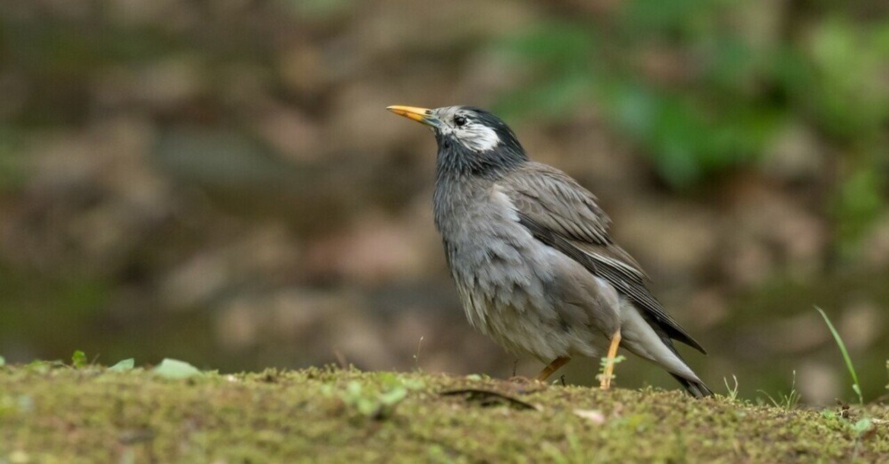 鎌倉の野鳥コレクション12 やかましい田舎者の集団 ムクドリ おおたしじみ Note