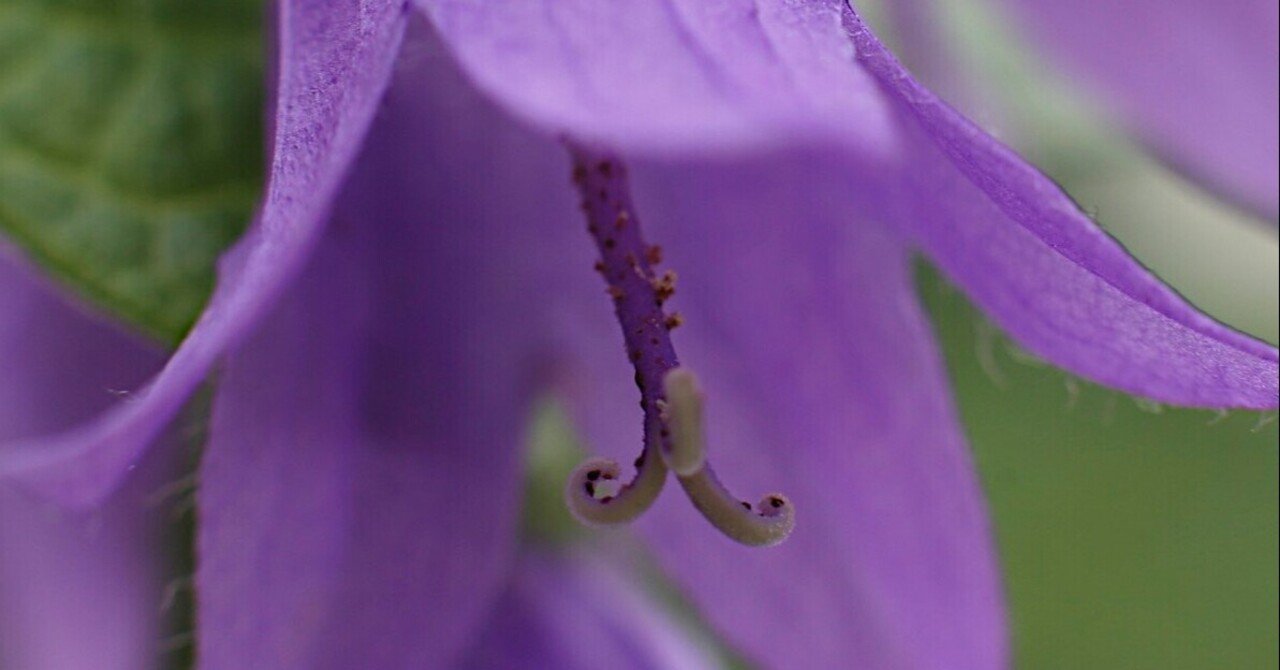 カンパニュラ ラプンクロイデス の新着タグ記事一覧 Note つくる つながる とどける