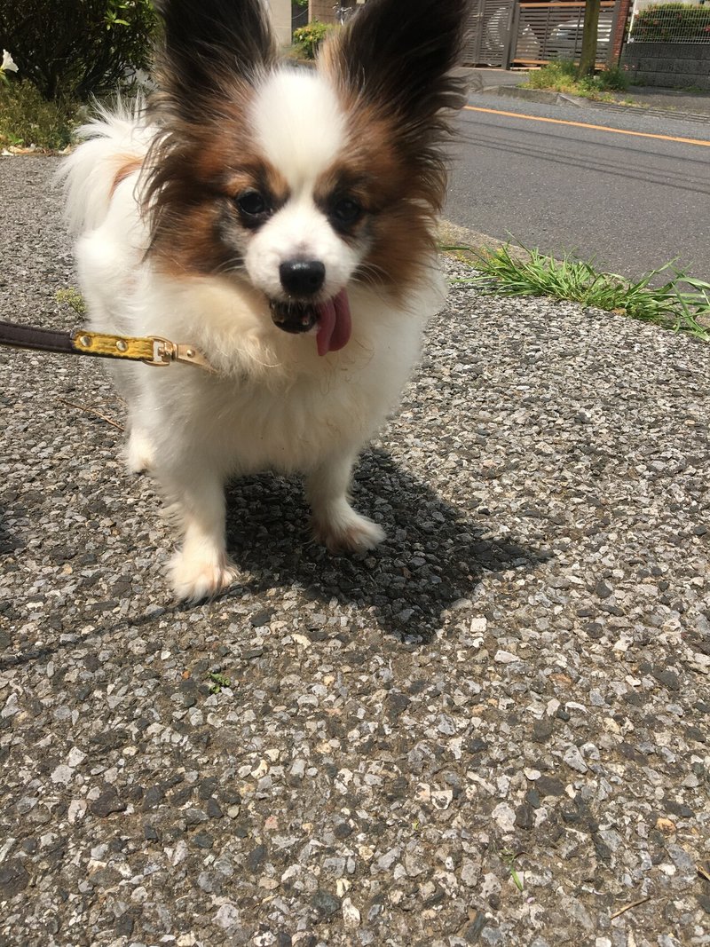 冴えないサラリーマンと犬の思い出 鎌田 Note