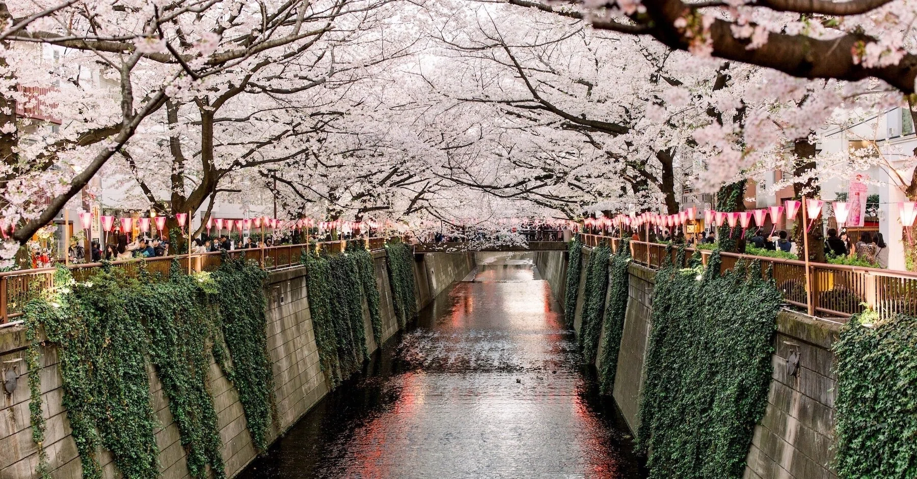 外国人に桜や花見を説明するのに超大事な26の英語表現 桜が満開 の英語でのステキな言い方はこれ Tandem タンデム 言語交換で外国語学習 Note
