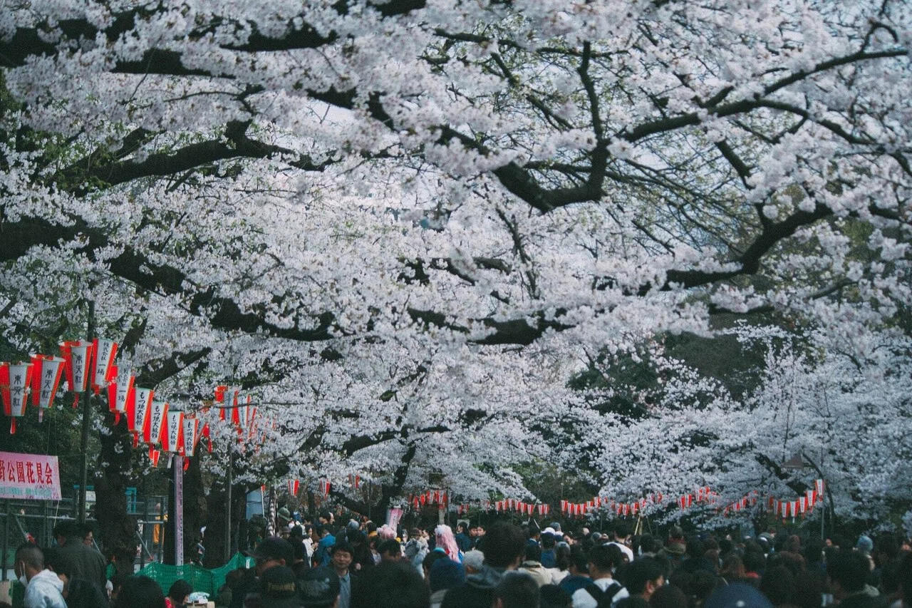 外国人に桜や花見を説明するのに超大事な26の英語表現 桜が満開 の英語でのステキな言い方はこれ Tandem タンデム 言語交換で外国語学習 Note