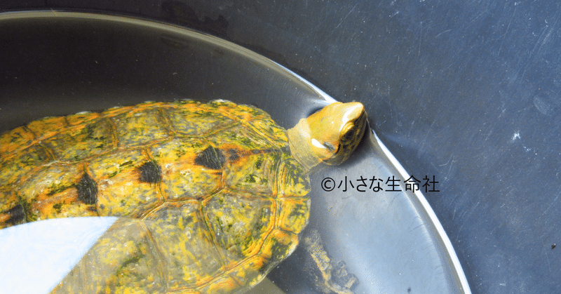 イシちゃんと甲羅干し 小さな生命社 名誉顧問 かめきち Note