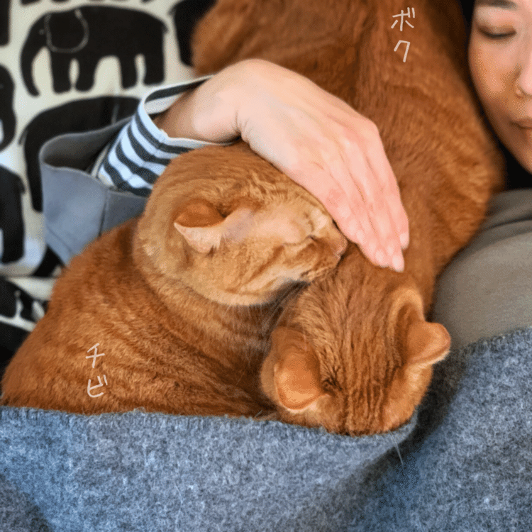 どーなってるかというと。ママのところに、チビが腕枕にきました。さらにそこにボクが割り込もうと頭をつっこんでるので、あっちからとこっちからくっついている猫をいっぺんにママが腕枕をしている、ということになっております。