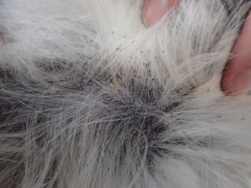 犬ニキビダニ症1