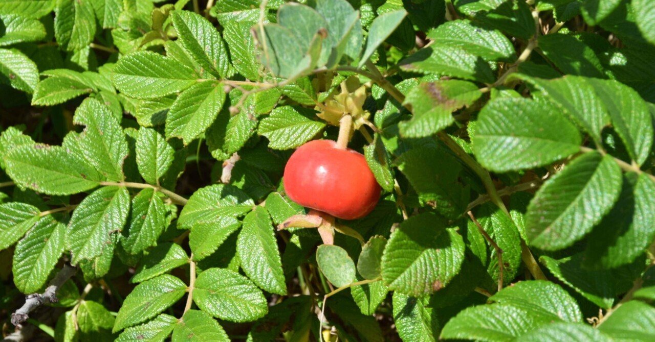 第2話 北海道石狩市ー赤い実と夏フェスー 平野タツキ Tatsuki Hirano 好きな町を応援する北海道民 Note 第2話 北海道石狩市ー赤い実と夏フェスー 平野タツキ Tatsuki Hirano 好きな町を応援する北海道民 Note