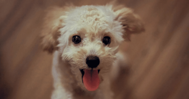 貴族の家の犬なりたい 満月 Note 貴族の家の犬なりたい 満月 Note