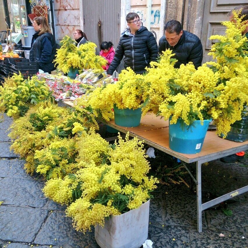 54 ミモザの花粉症 Yumina イタリア移住した料理好きの毎日 Note