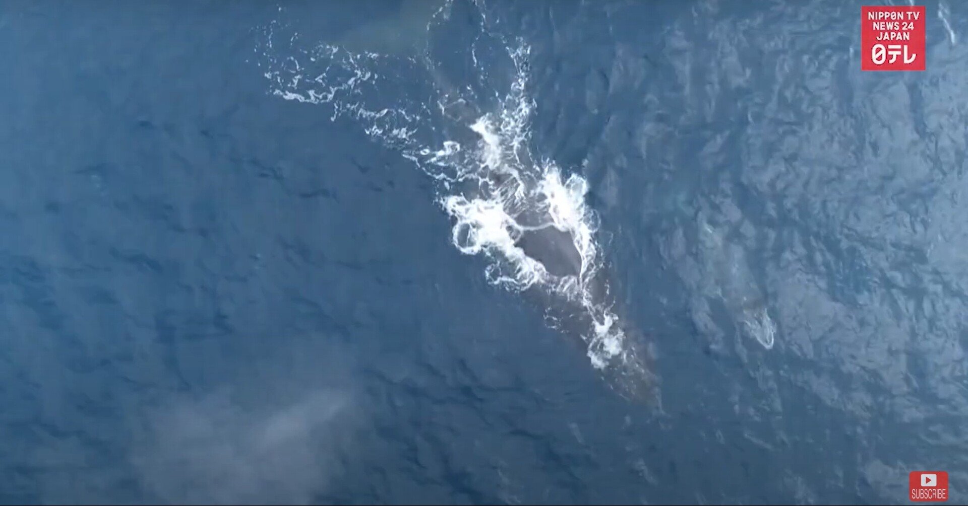 29秒シャドーイング 沖縄県沖で回遊 Humpback Whales Migrating North Taka Note 29秒シャドーイング 沖縄県沖で回遊 Humpback Whales Migrating North Taka Note