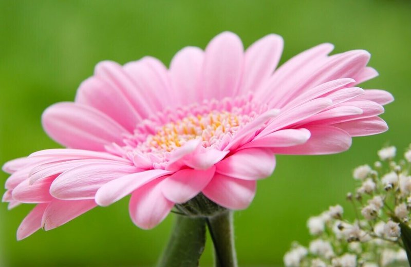 好きな人に贈りたい 素敵な花言葉を持つ 春の花 5選 Gaku Yomu Note