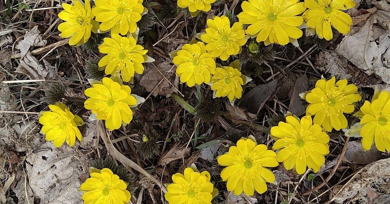 福寿草の花言葉 Rosy Note 福寿草の花言葉 Rosy Note