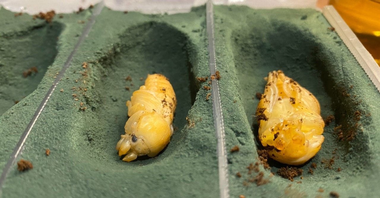 クワガタ・カブトムシ育成のために人工蛹室の作成してみた｜Noriaki