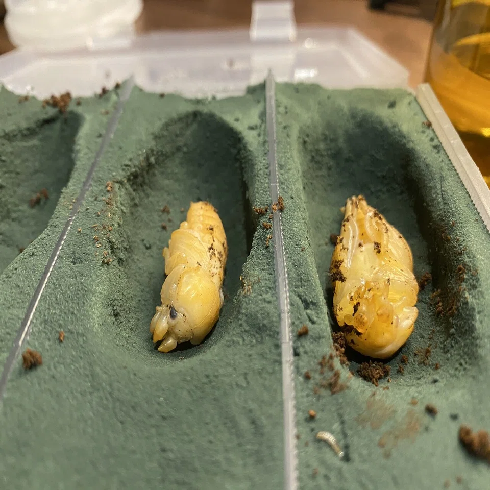 カブトムシ クワガタ 成虫 蛹 幼虫 クワガタ・カブトムシ育成のために人工蛹室の作成してみた｜Noriaki