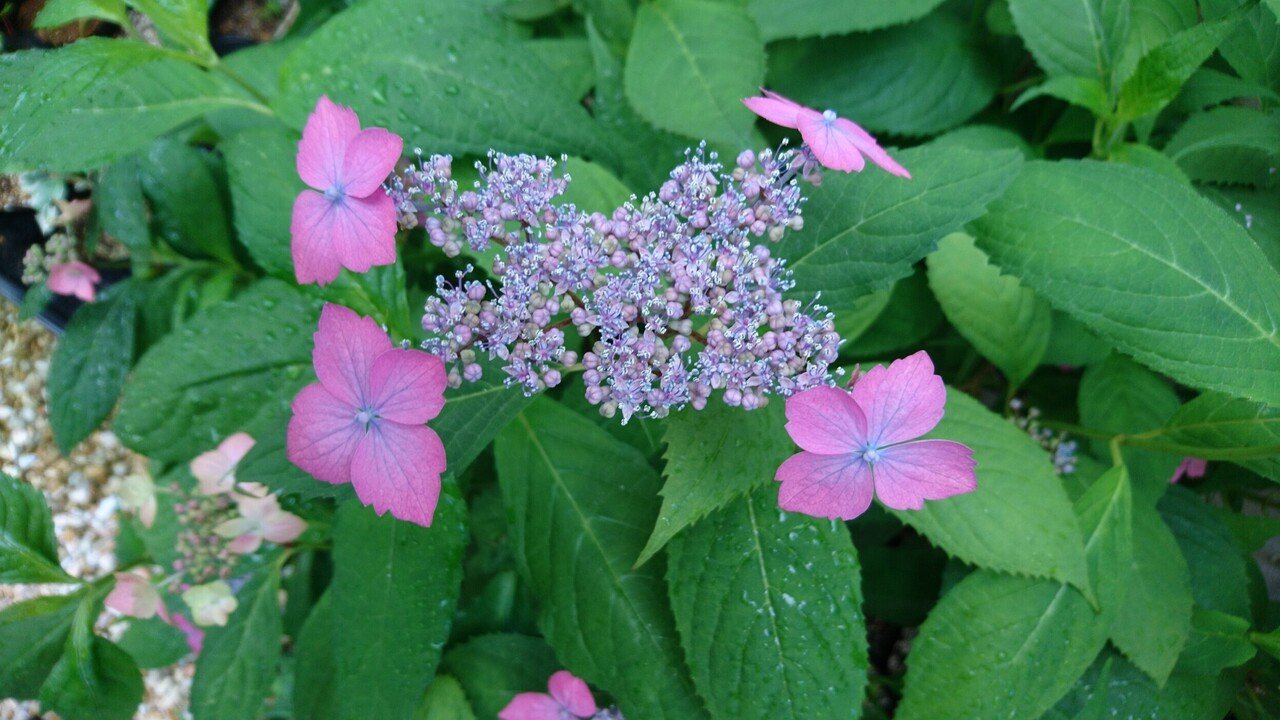 ヤマアジサイ『虹』の魅力 ～桃色から青紫色への変化～｜雑木の苗と