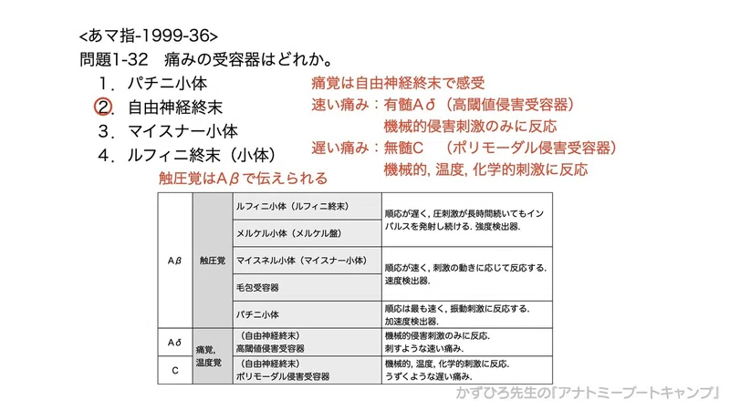 今日のプチ解剖 痛みの受容器はどれ 黒澤一弘 Note
