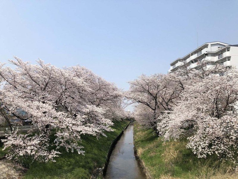 伊賀川桜青空