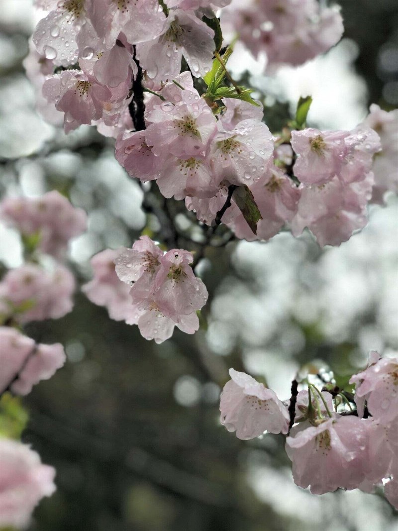 桜雨