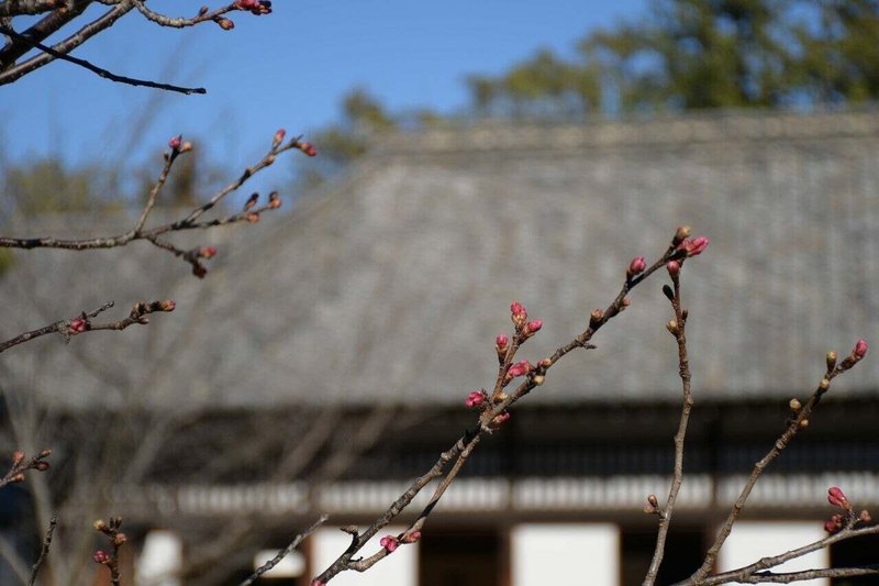 掛川つぼみ